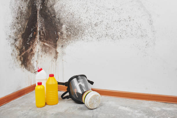 Best Black Mold Removal  in Baden, PA