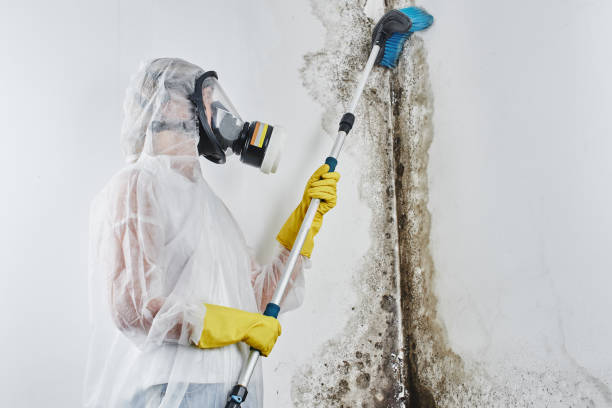 Best Toxic Mold Removal  in Baden, PA