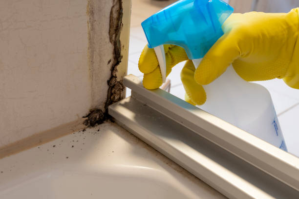 Best Toxic Mold Removal  in Baden, PA