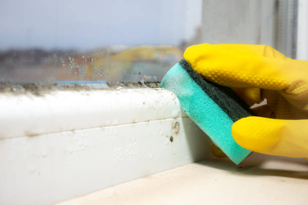 Best Crawl Space Mold Removal  in Baden, PA