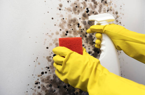 Best Office Mold Removal Services  in Baden, PA