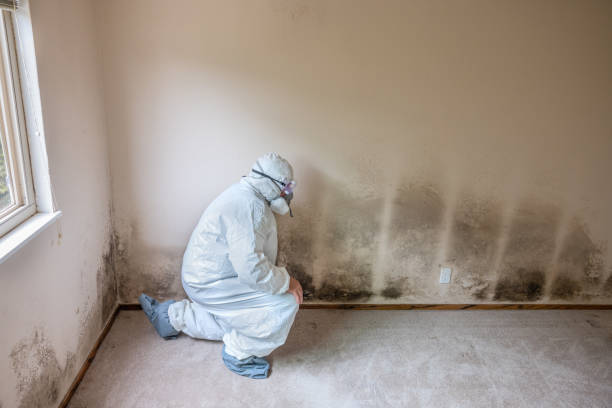Home Mold Removal in Baden, PA