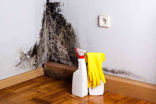 Best Certified Mold Removal  in Baden, PA