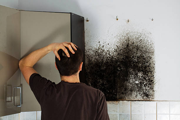 Best Certified Mold Removal  in Baden, PA