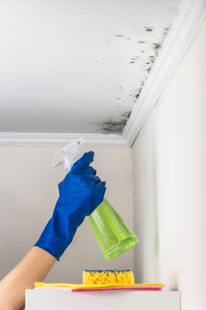 Best Emergency Mold Removal  in Baden, PA