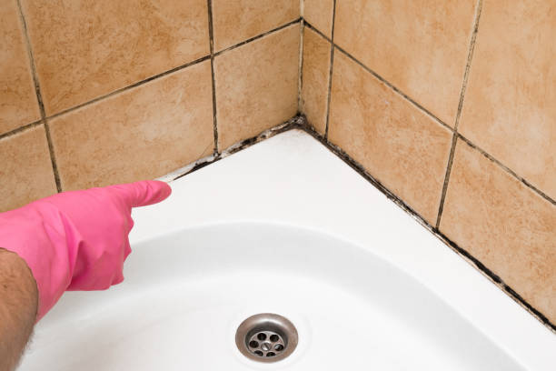 Best Office Mold Removal Services  in Baden, PA